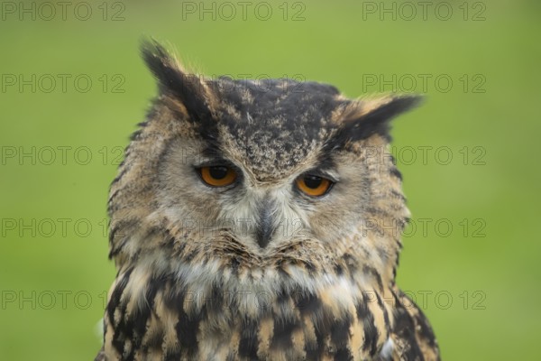 Indian eagle owl (Bubo bengalensis) adult bird head portrait, England, United Kingdom - Captive