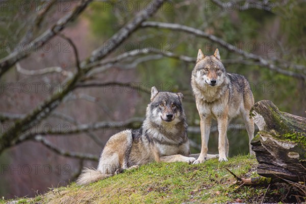Two eurasian gray wolves (Canis lupus lupus), the alpha couple, stand on top of a small hill