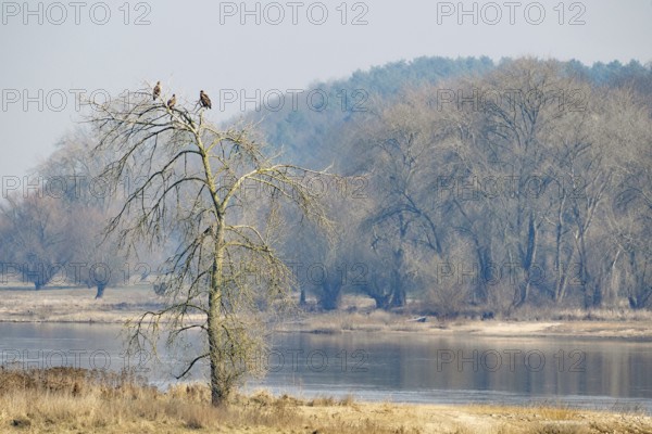 Three eagles sitting on a lonely tree on the riverbank under a cloudy sky, Elbe, Mödlich,