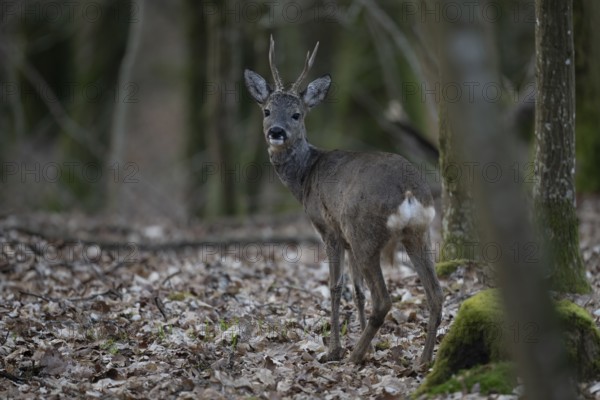Roebuck (Capreolus capreolus) in spring, Wittlich, Rhineland-Palatinate, Germany, Europe