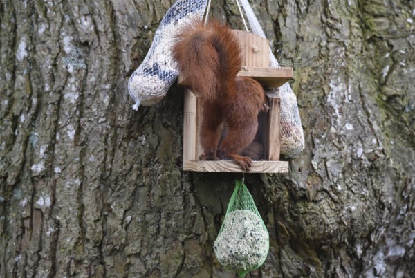 Squirrel, (Sciurus) fetches nuts from the feeder
