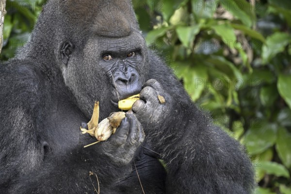 Western lowland gorilla (Gorilla gorilla gorilla) eating a banana, male animal, Silverback, Réserve