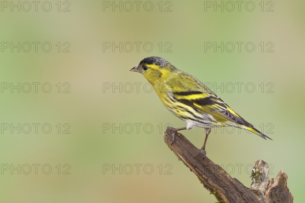 Siskin (Carduelis spinus), male sitting on a branch overgrown with moss, Wilnsdorf, North