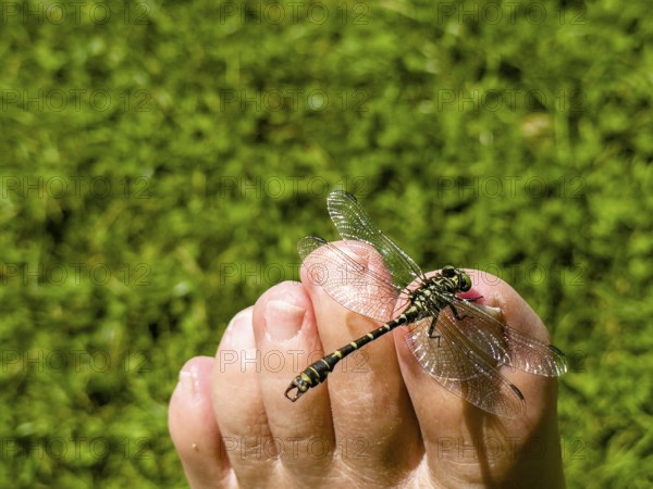Onychogomphus forcipatus (Onychogomphus forcipatus) sitting on foot toe, Lake Neubeur, Bavaria,