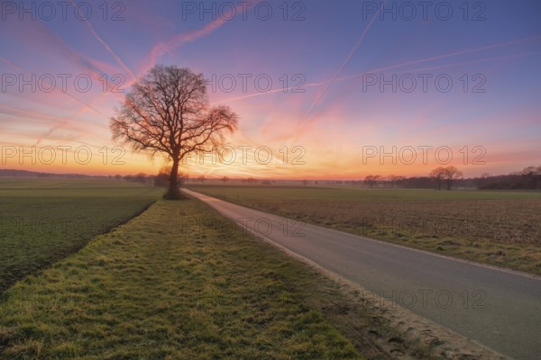View along a road to a solitary tree in an agricultural environment with blue sky streaked with