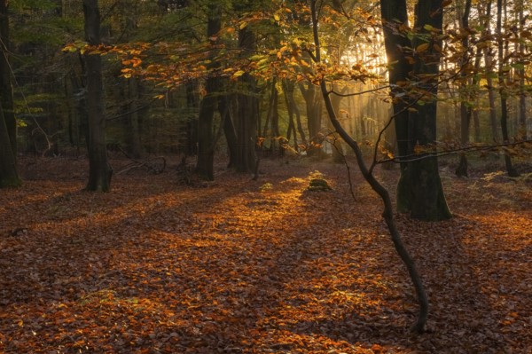 View of an autumnal beech forest at sunset, Neustadt am Rübenberge, Hanover region, Lower Saxony,