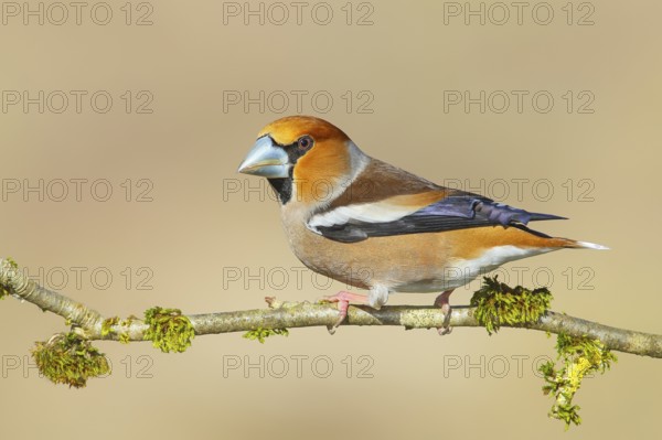 Hawfinch (Coccothraustes coccothraustes), male, with blue decorative feathers and grey-blue beak,