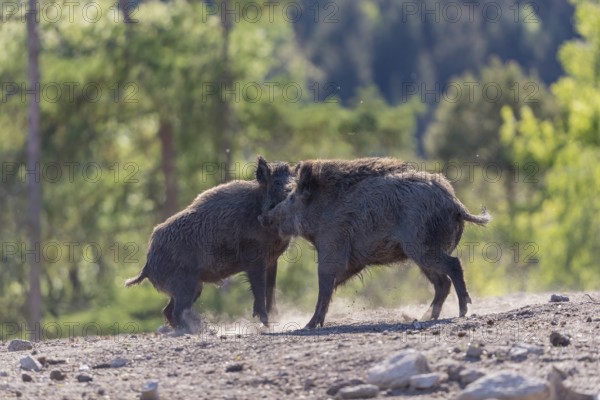 Two wild boar or wild pig (Sus scrofa) fighting on an opening with a green forest in the background