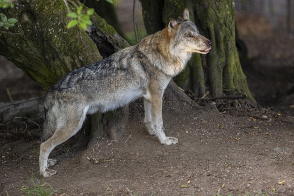 One adult male eurasian gray wolf (Canis lupus lupus) standing in front of an old split tree at a