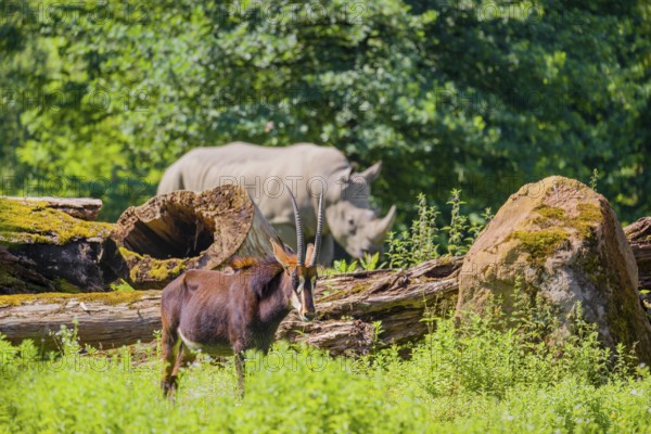 A male Sable antelope, Hippotragus niger stands on a hilly green meadow at a forest edge. A white