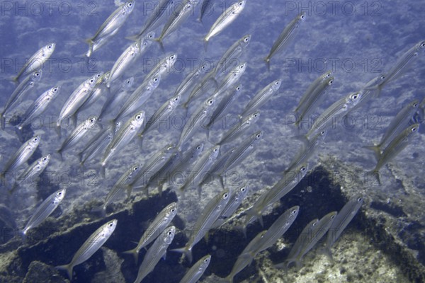 A dense school of boops boops swimming through clear water, dive site wreck of the Condesito, Las