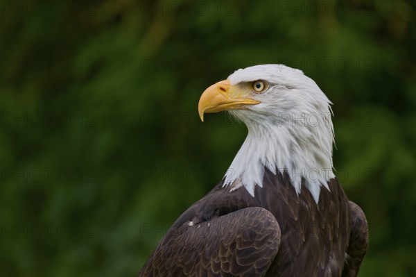 Bald eagle (Haliaeetus leucocephalus) captive, Lower Saxony, Germany, Europe
