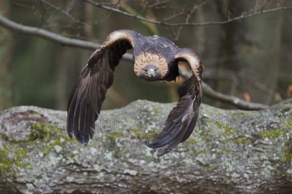 Golden eagle in flight (Aquila chrysaetos) Bavaria, Germany, Europe