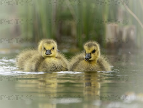 Canada goose chicks (Branta canadensis) three, swimming through the water, close-up, frontal view,