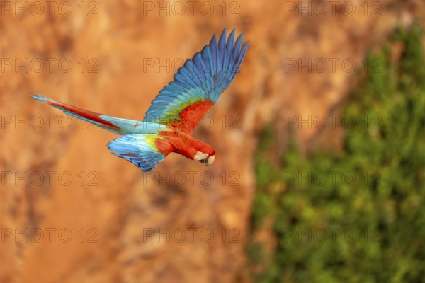 Green-winged Macaw (Ara chloropterus), Buraco das Araras, South Pantanal, Jardim, Mato Grosso do