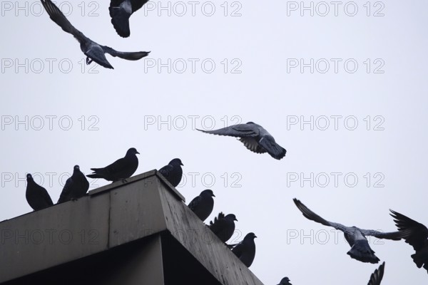 City pigeons, Dresden, Saxony, Germany, Europe