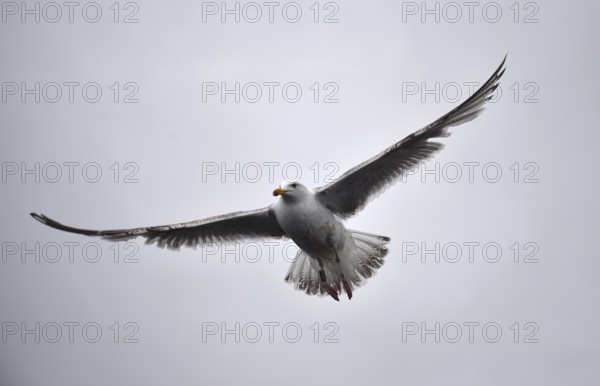 Mew Gull, (Larus canus) in flight in Norway