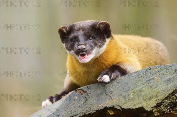 Yellow-throated marten (Martes flavigula) on an old tree trunk, Germany, Europe