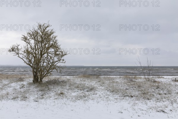 Winter on the Baltic Sea, snow in Wohlenberger Wieck, Bay of Wismar, Mecklenburg-Western Pomerania,