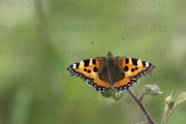 Small tortoiseshell butterfly (Aglais urticae) adult insect feeding on a Bramble flower in summer,