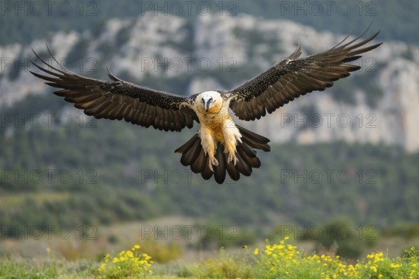 Bearded Vulture (Gypaetus barbatus) adult bird in flight with mountains in the backround, Pyrenees,