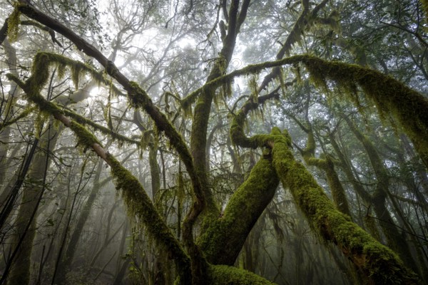Treetops, laurel trees with mosses and lichens, Garajonay National Park, La Gomera, Canary Islands,