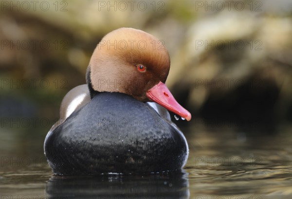Front view of a duck with a red beak floating on the water, red-crested pochard (Netta rufina),