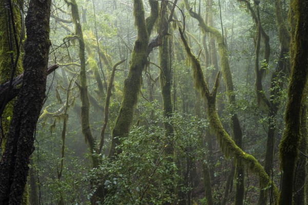Laurel trees with mosses and lichens in the cloud forest. Foggy weather. Garajonay National Park,