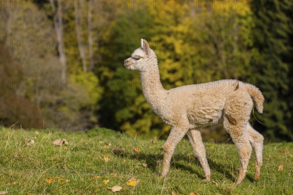 One young white Alpaca (Vicugna pacos) stands on a green meadow . A forest is in the distant