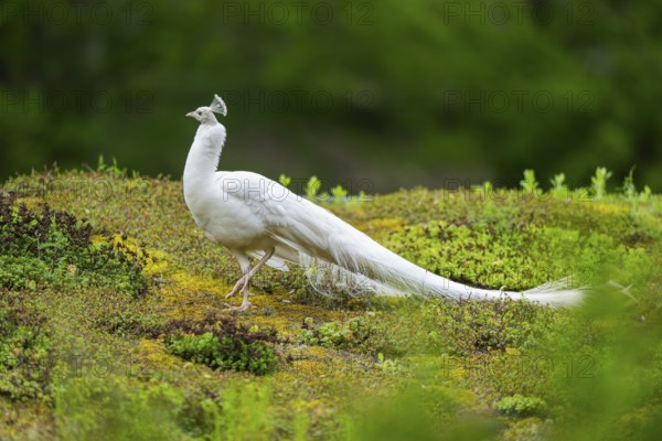 Indian peafowl (Pavo cristatus) on a meadow, portrait, Germany, Europe
