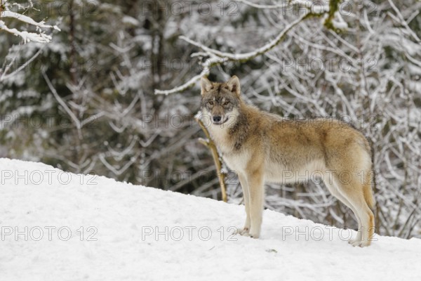 A young grey wolf (Canis lupus lupus) runs across the sloping, snow-covered meadow at the edge of a