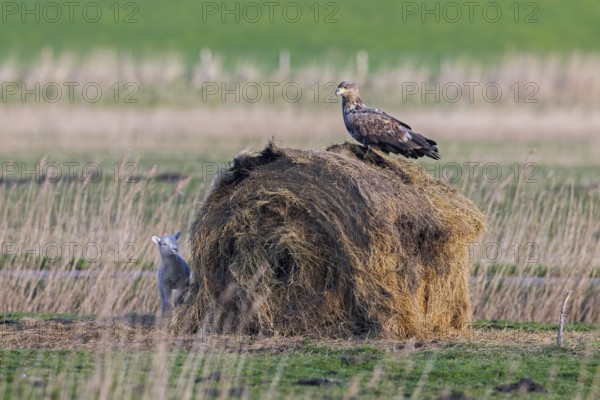 Lamb hiding behind round hay bale from hunting juvenile white-tailed eagle, Eurasian sea eagle,