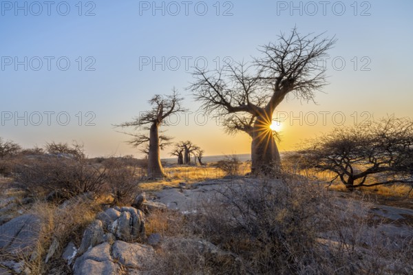 African baobab (Adansonia digitata), several trees at sunrise, sun star, Kubu Island (Lekubu), Sowa