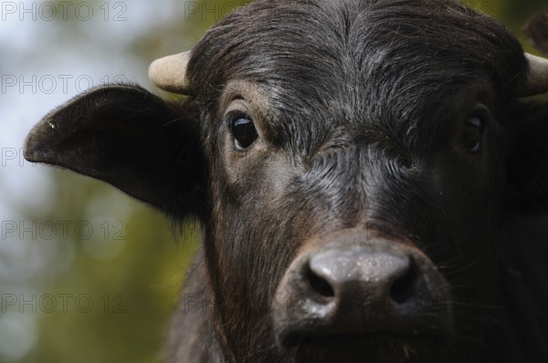 Portrait of a black buffalo in natural surroundings, water buffalo (Bubalus arnee), Bavaria