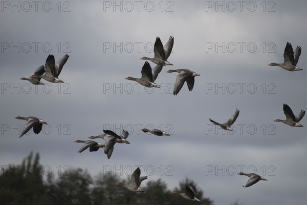 Greylag goose (Anser anser) flock in flight, North Rhine-Westphalia, Germany, Europe