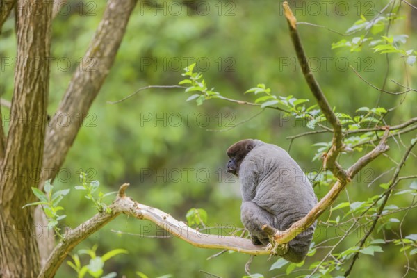 A common woolly monkey, brown woolly monkey, or Humboldt's woolly monkey (Lagothrix lagothricha)