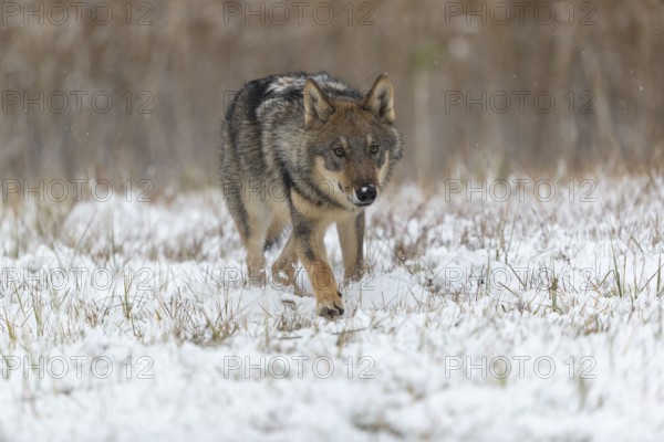 One young male eurasian gray wolf (Canis lupus lupus) running towards the camera over a snow