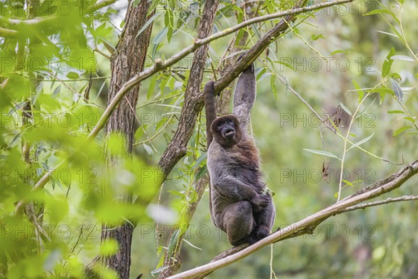 A common woolly monkey, brown woolly monkey, or Humboldt's woolly monkey (Lagothrix lagothricha)