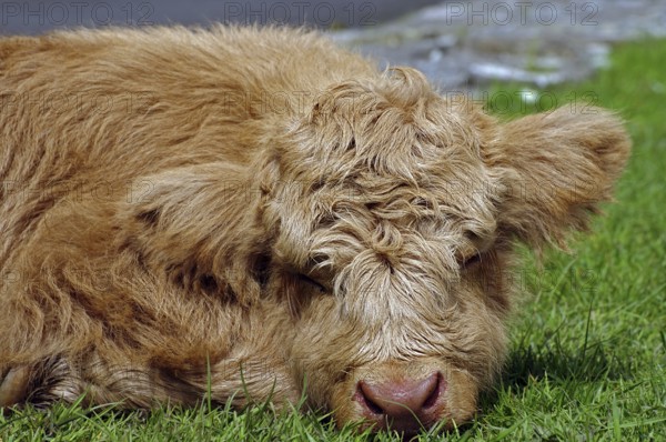 A fluffy brown Highland calf lies relaxed on green grass, relaxation, Ullapool, Highlands,