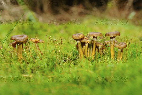Brown mushrooms sprout on moss-covered ground in the forest, framed by green foliage, trumpet