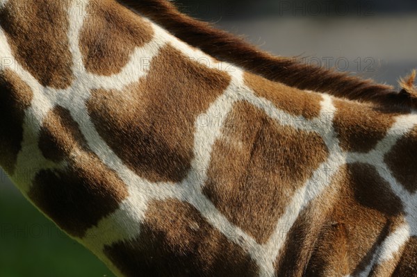 Close-up of the patterned giraffe skin showing the characteristic shapes, reticulated giraffe
