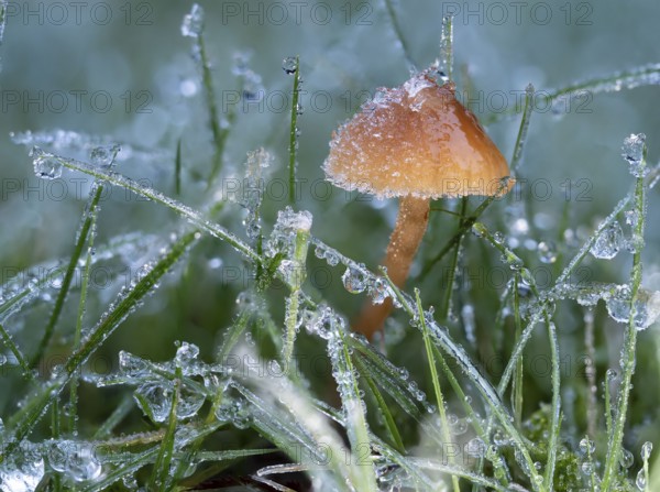 Helmling (Mycena spec.) covered with frost and dewdrops, North Rhine-Westphalia, Germany, Europe