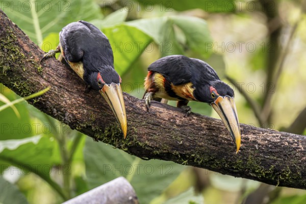 Pale-mandibled aracari (Pteroglossus erythropygius), Mindo Forest Reserve, Mindo, Ecuador, South