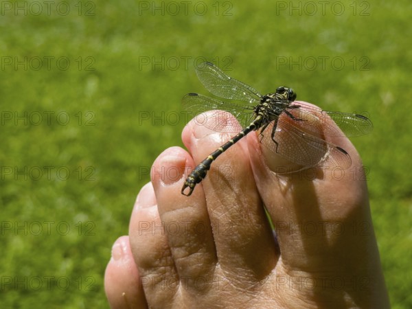 Onychogomphus forcipatus (Onychogomphus forcipatus) sitting on foot toe, Lake Neubeur, Bavaria,