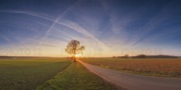 View along a road to a solitary tree in an agricultural environment with blue sky streaked with