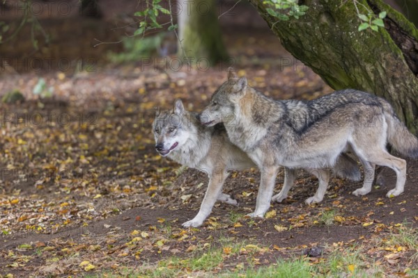 Two adult male eurasian gray wolves (Canis lupus lupus) standing in front of an old split tree at a