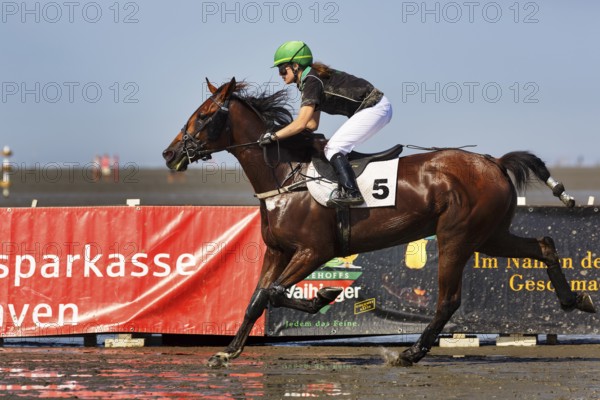 Rider, horsewoman, horse at a gallop, gallop race in the mudflats, Duhner Wattrennen 2019, Duhnen,
