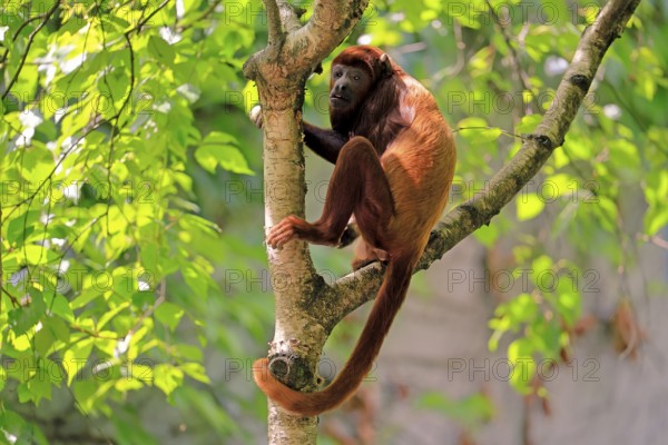 Brown howler (Alouatta guariba), adult, on tree, alert, South America