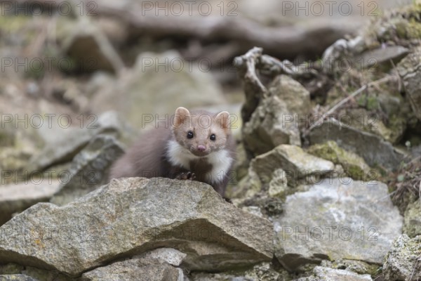 One beech marten running between the stones of a ruin of an ancient castle looking for food