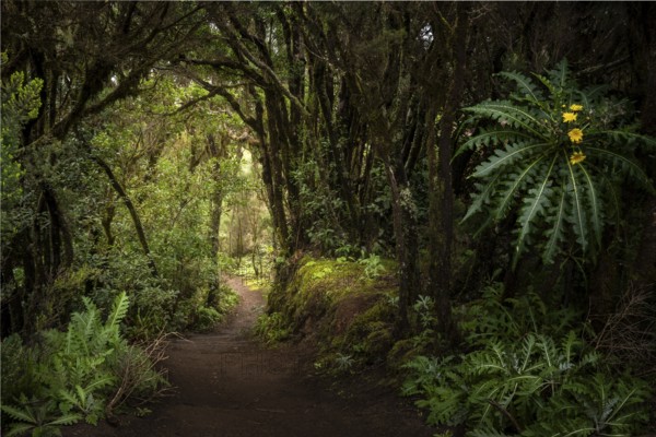 A hiking trail in the cloud forest. Flowering sow thistle (Sonchus hierrensis) at the edge of the